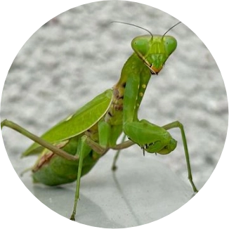 カマキリの写真