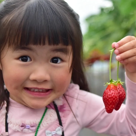 いちごを狩り中の女の子の写真