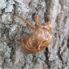 蝉の抜け殻の写真