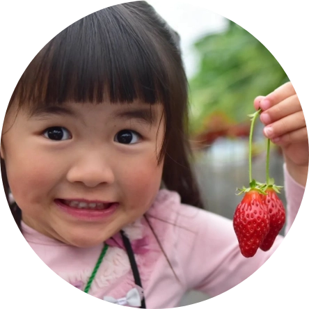 いちごを狩り中の女の子の写真